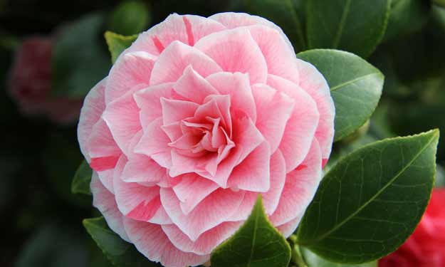 Pink Camellia Flowering Plant and How to Benefit from Camellia Seed Oil.