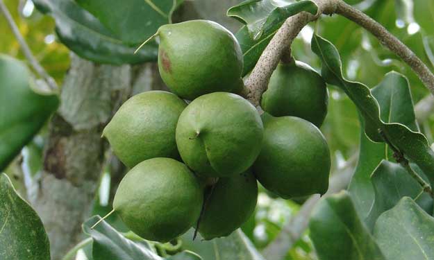 Macadamia Nuts on a Tree and Using Macadamia Nut as a Carrier Oil.